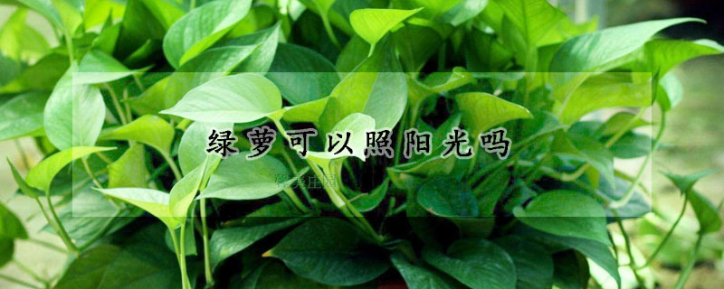 綠蘿可以照陽(yáng)光嗎