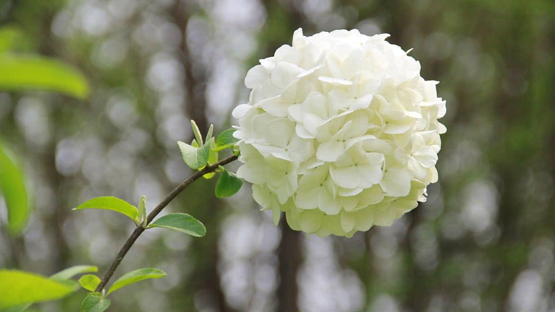 繡球花適合放在臥室嗎