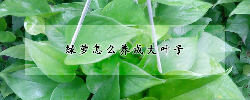 綠蘿怎么養(yǎng)成大葉子