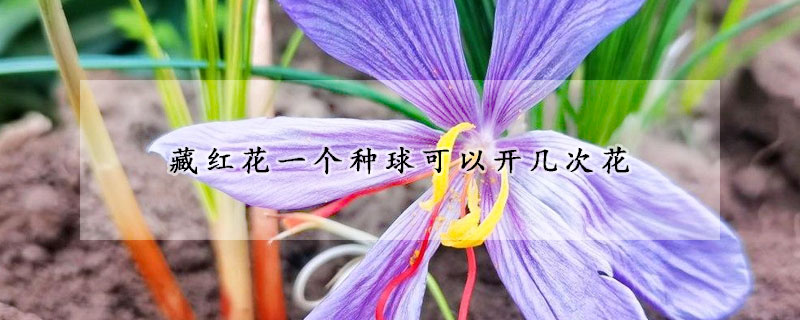 藏紅花一個(gè)種球可以開幾次花