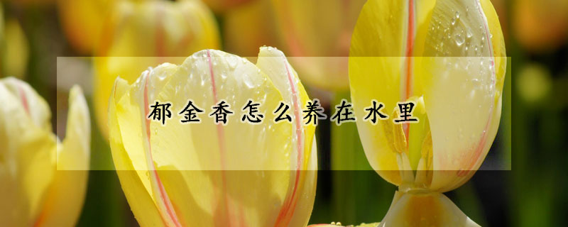 郁金香怎么養(yǎng)在水里