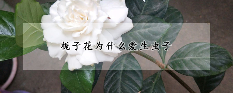梔子花為什么愛(ài)生蟲(chóng)子