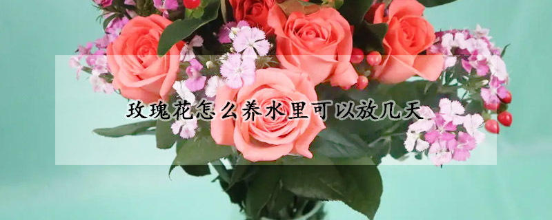 玫瑰花怎么養(yǎng)水里可以放幾天