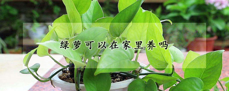 綠蘿可以在家里養(yǎng)嗎