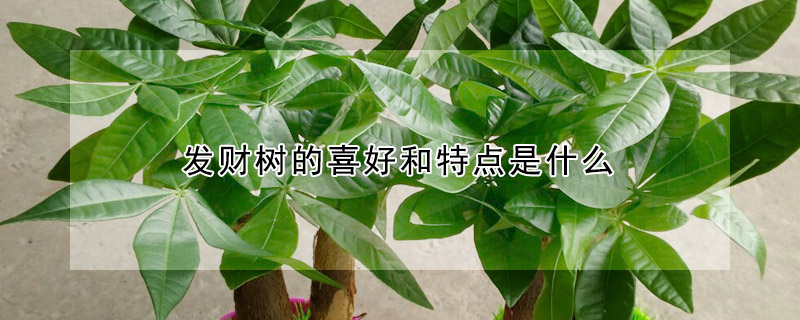發(fā)財(cái)樹(shù)的喜好和特點(diǎn)是什么