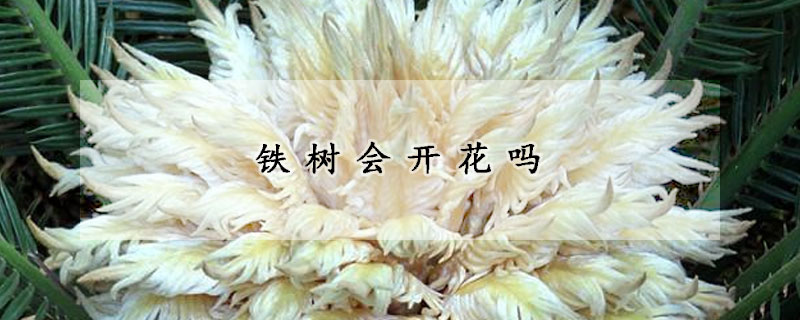 鐵樹會(huì)開花嗎