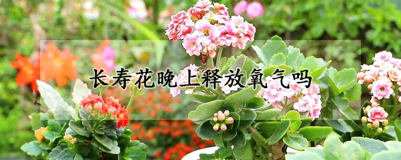 長(zhǎng)壽花晚上釋放氧氣嗎