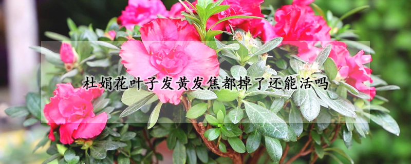 杜娟花葉子發(fā)黃發(fā)焦都掉了還能活嗎
