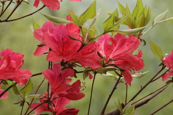 家里種杜鵑花吉利嗎 家里面養(yǎng)杜鵑花好不好