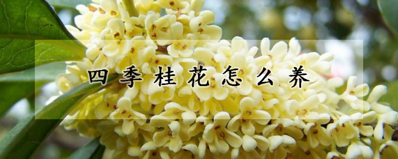 四季桂花怎么養(yǎng)