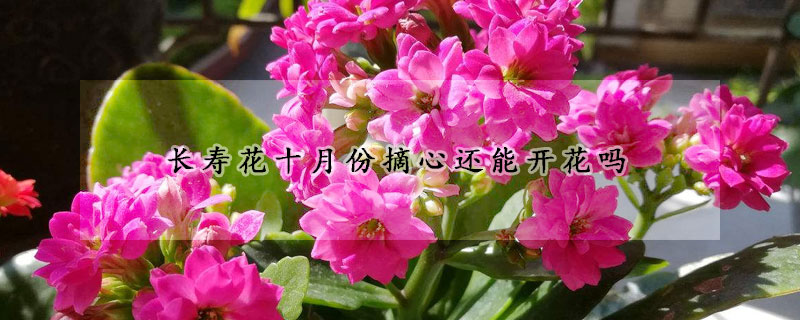 長(zhǎng)壽花十月份摘心還能開花嗎