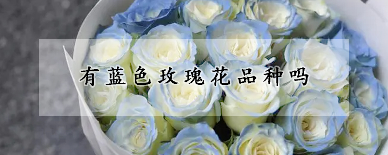 有藍(lán)色玫瑰花品種嗎