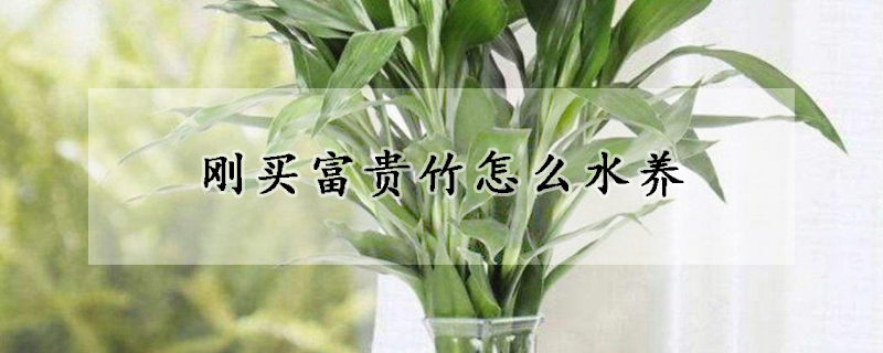 剛買富貴竹怎么水養(yǎng)