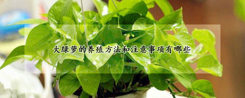 大綠蘿的養(yǎng)殖方法和注意事項(xiàng)有哪些