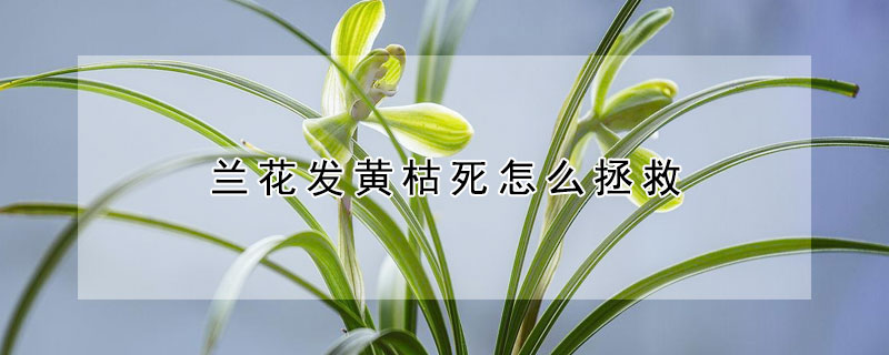 蘭花發(fā)黃枯死怎么拯救