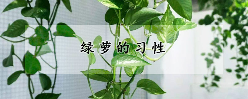 綠蘿的習(xí)性
