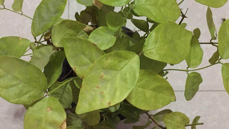 茉莉花葉子發(fā)黃是怎么回事