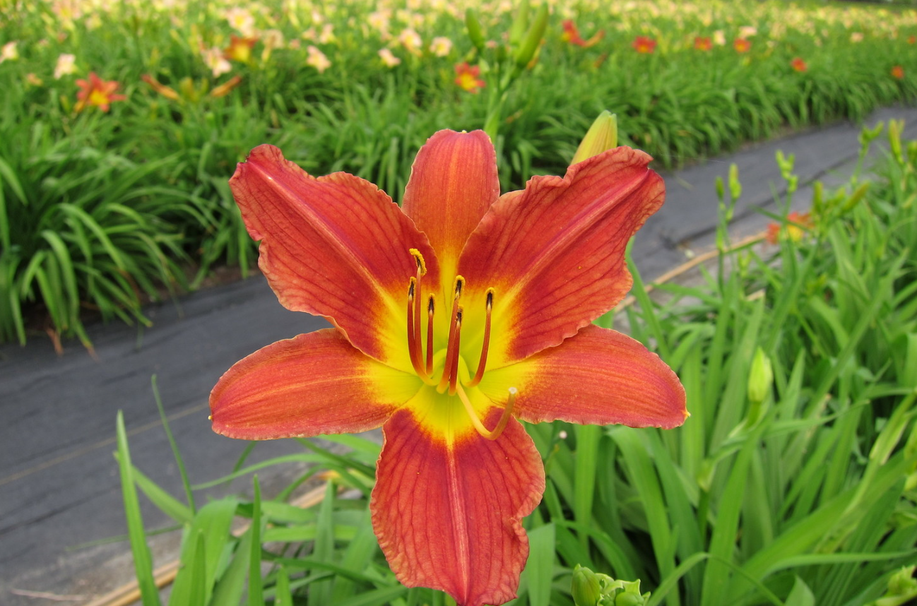 萱草不開花的原因？