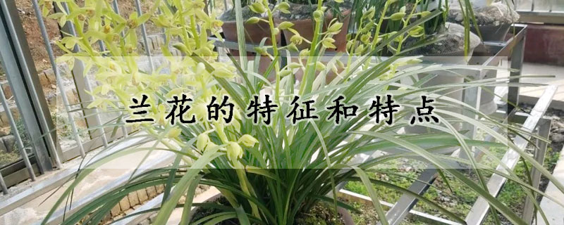 蘭花的特征和特點(diǎn)