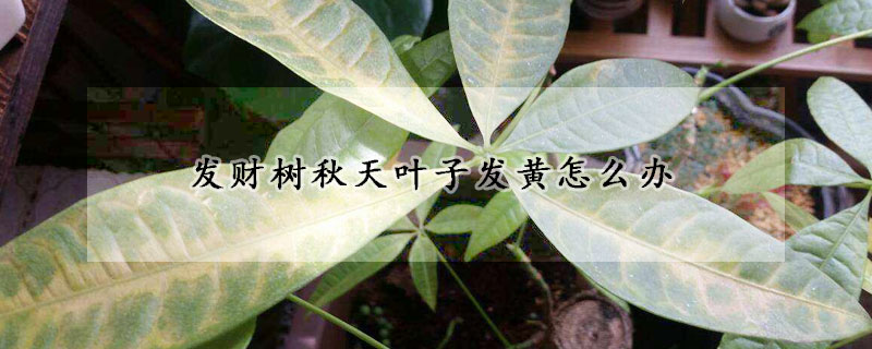 發(fā)財(cái)樹(shù)秋天葉子發(fā)黃怎么辦