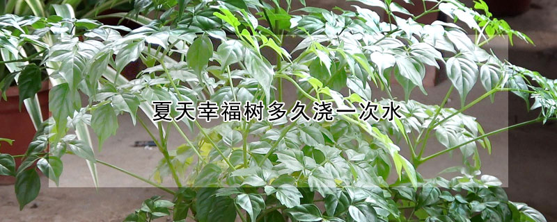 幸福樹