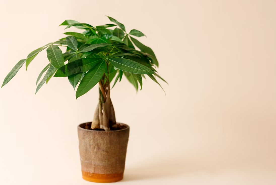 發(fā)財(cái)樹在中國的種植歷史和重要寓意介紹