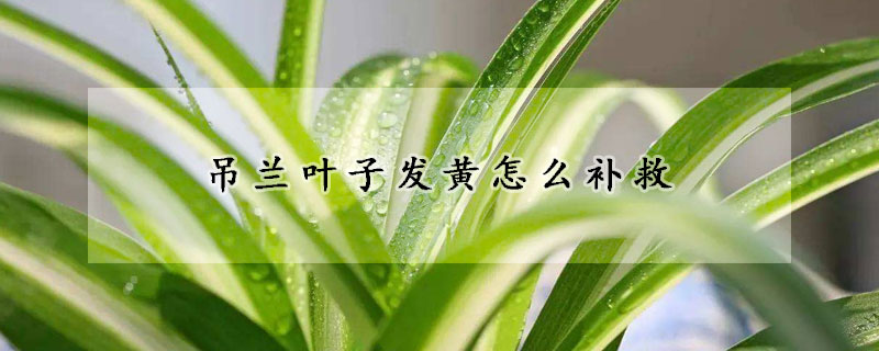 吊蘭葉子發(fā)黃怎么補救