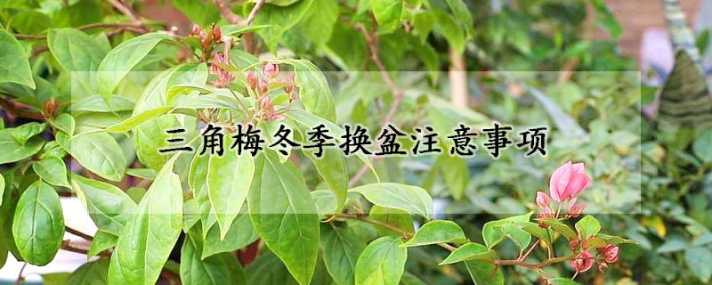 三角梅冬季換盆注意事項(xiàng)