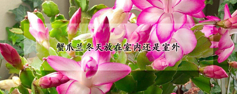 蟹爪蘭冬天放在室內(nèi)還是室外