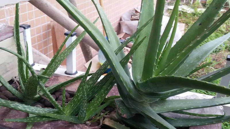 蘆薈太高了怎么截?cái)嘁曨l