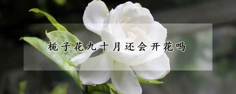 梔子花九十月還會(huì)開花嗎