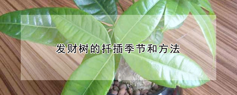 發(fā)財(cái)樹的扦插季節(jié)和方法