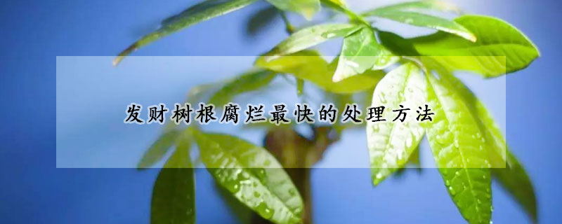發(fā)財樹根腐爛最快的處理方法
