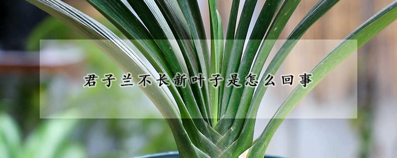 君子蘭不長(zhǎng)新葉子是怎么回事