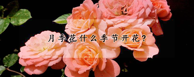 月季花什么季節(jié)開花?