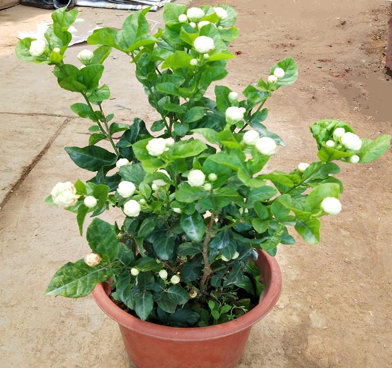 茉莉花盆栽怎么養(yǎng)長得好？