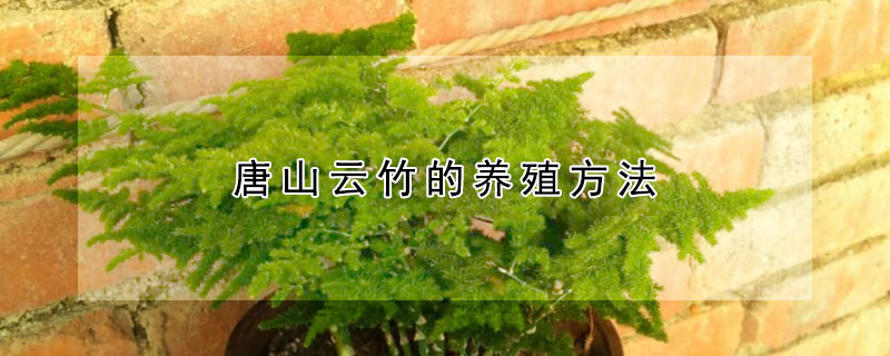 唐山云竹的養(yǎng)殖方法