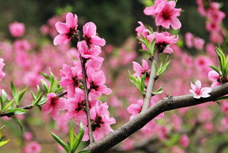 養(yǎng)殖桃花的有效技巧