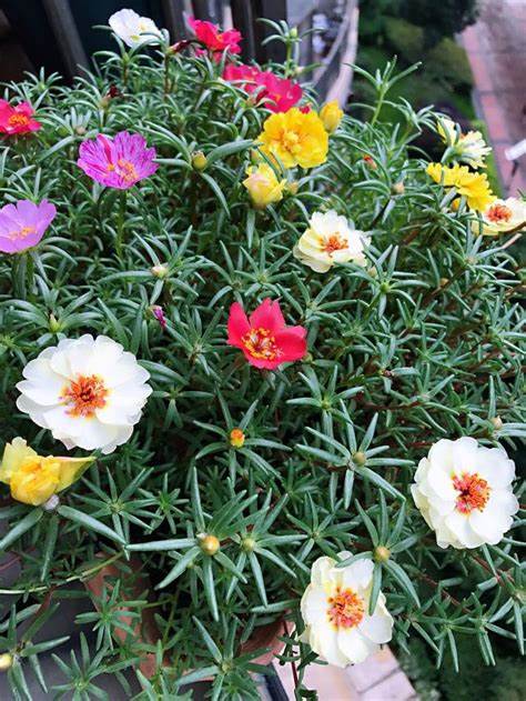 太陽(yáng)花花苞干枯應(yīng)如何處理