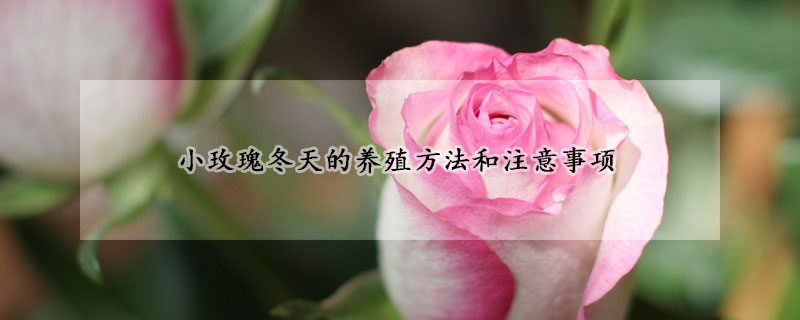 小玫瑰冬天的養(yǎng)殖方法和注意事項(xiàng)