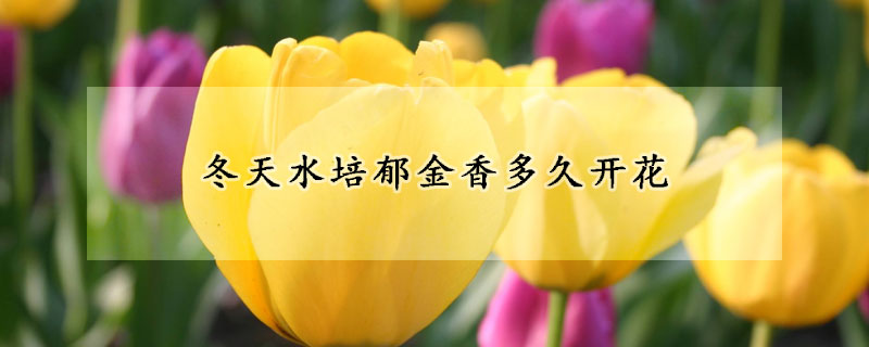 冬天水培郁金香多久開(kāi)花