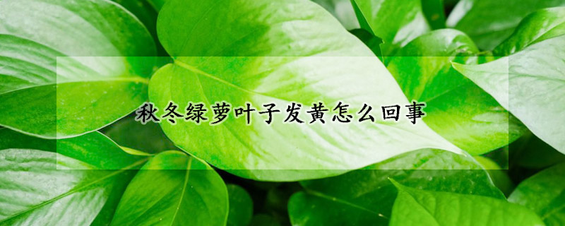 秋冬綠蘿葉子發(fā)黃怎么回事