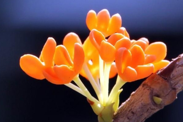 家里養(yǎng)桂花風水好嗎 家里養(yǎng)桂花風水有哪些講究