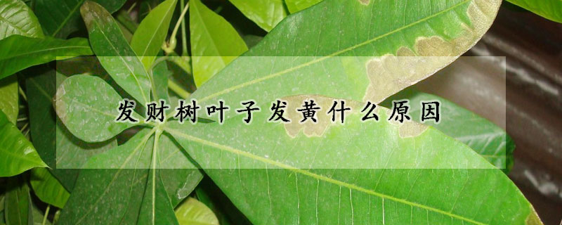 發(fā)財(cái)樹葉子發(fā)黃什么原因