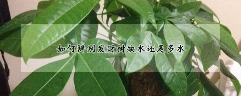 如何辨別發(fā)財樹缺水還是多水