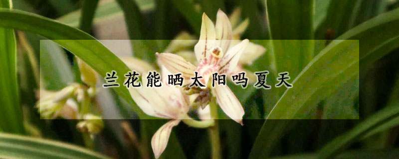 蘭花能曬太陽(yáng)嗎夏天