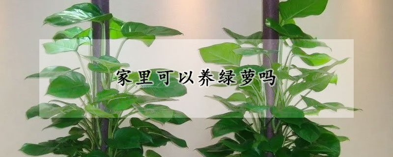 家里可以養(yǎng)綠蘿嗎