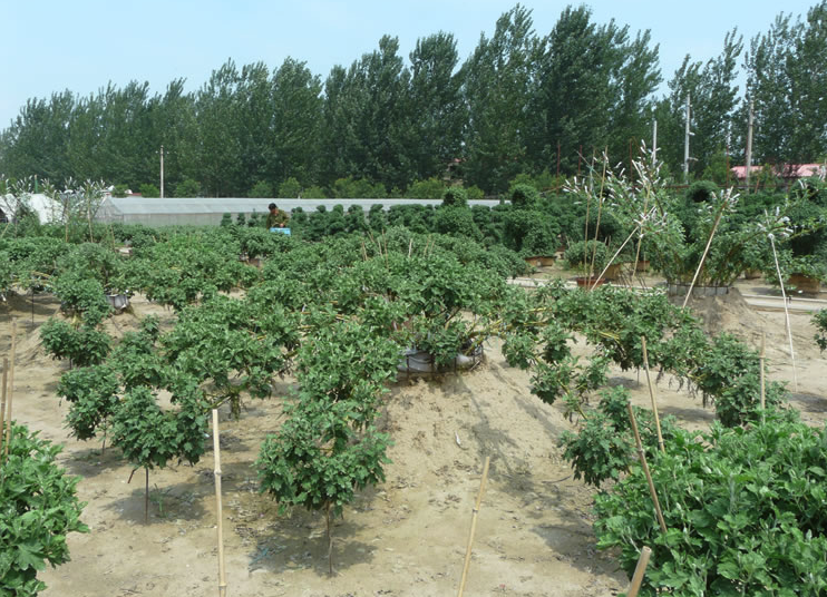 大立菊如何進(jìn)行栽培，有哪些注意事項(xiàng)?