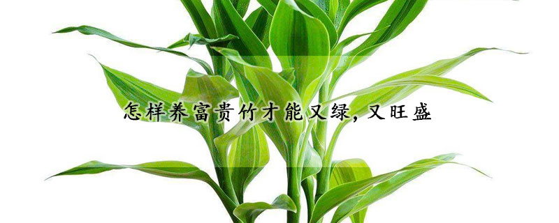 怎樣養(yǎng)富貴竹才能又綠,又旺盛