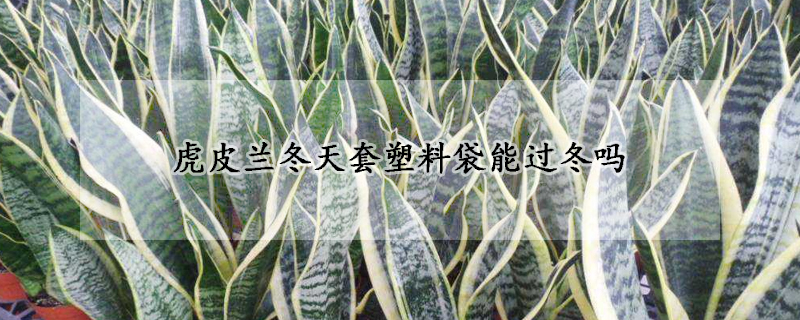 虎皮蘭冬天套塑料袋能過(guò)冬嗎